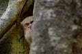 Spectral Tarsier, Tarsius spectrum, portrait of rare nocturnal animal, in the nature habitat, large ficus tree, Tangkoko National Royalty Free Stock Photo