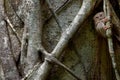 Spectral Tarsier, Tarsius spectrum, portrait of rare nocturnal animal, in the nature habitat, large ficus tree, Tangkoko National Royalty Free Stock Photo