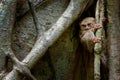 Spectral Tarsier, Tarsius spectrum, portrait of rare nocturnal animal, in the nature habitat, large ficus tree, Tangkoko National Royalty Free Stock Photo