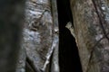 Spectral Tarsier, Tarsius spectrum, portrait of rare nocturnal animal, in the nature habitat, large ficus tree, Tangkoko National Royalty Free Stock Photo