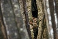 Spectral Tarsier, Tarsius spectrum, portrait of rare nocturnal animal, in the nature habitat, large ficus tree, Tangkoko National Royalty Free Stock Photo
