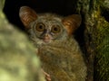 Spectral tarsier, Tarsius spectrum, Tangkoko Royalty Free Stock Photo