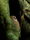 Spectral tarsier, Tarsius spectrum, Tangkoko Royalty Free Stock Photo