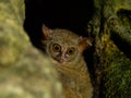 Spectral tarsier, Tarsius spectrum, Tangkoko Royalty Free Stock Photo