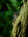 Spectral tarsier, Tarsius spectrum, Tangkoko Royalty Free Stock Photo