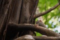 Spectral Tarsier on tree in Tangkoko National Park