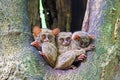 Three Spectral tarsiers (Tarsius tarsier) out of their hole, Sulawesi, Indonesia Royalty Free Stock Photo