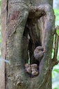 Spectral tarsiers (Tarsius tarsier) out of their hole, Sulawesi, Indonesia Royalty Free Stock Photo