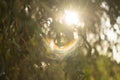 The spectrum of sunlight, the sun shines through the leaves of curly willow Royalty Free Stock Photo