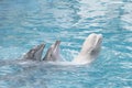 Speech of bottlenose dolphins and dolphinapterus leucas beluga with a raised head out of the water Royalty Free Stock Photo