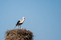 The speech of the white stork