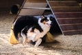 Speed and agility, sports with dog. Agility competitions. Australian Shepherd Aussie black tricolor quickly runs out of tunnel and Royalty Free Stock Photo