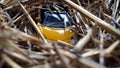 Model of a yellow sports car in the straw Royalty Free Stock Photo