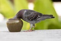 Speed racing pigeon bird drinking water in clay jug Royalty Free Stock Photo