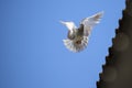 Speed racing pigeon bird flying mid air against clear blue sky Royalty Free Stock Photo