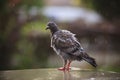 Speed racing pigeon birds and raining plumage Royalty Free Stock Photo