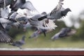 Speed racing pigeon flying over home loft trap Royalty Free Stock Photo