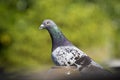 Speed racing pigeon flying to home loft Royalty Free Stock Photo