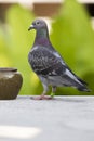 Speed racing pigeon flying to home loft Royalty Free Stock Photo