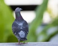 Speed racing pigeon flying to home loft Royalty Free Stock Photo