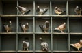 Speed racing pigeon perching in home loft