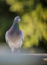 Speed racing pigeon standing against green blur background