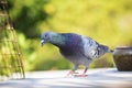 Speed racing pigeon walking on home loft roof