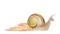Speed snail on a white background