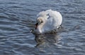 Speeding cob swan. Royalty Free Stock Photo