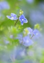 Speedwell flower, veronica officinalis, a flowering plant family Plantaginaceae