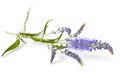 Speedwell flowers (Veronica longifolia)