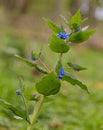 Speedwell Plant with Blue Flowers