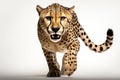 Speedy cheetah in motion, lens focused, set against a white backdrop