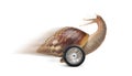 Speedy garden snail with wheel and motion blur Royalty Free Stock Photo