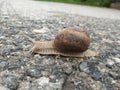 Speedy snail crossing the street Royalty Free Stock Photo