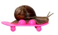 Speedy snail like car racer. Concept of speed and success. Wheels are blur because of moving. Grape Snail riding on a