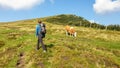 Speikkogel - A man in hiking outfit crossing a pasture next to a brown cow, while hiking to Speikkogel, Austrian Alps Royalty Free Stock Photo