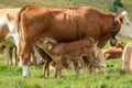 Speikkogel - A small brown calf drinking milk from its mother on the pasture in Austrian Alps. There are other cows Royalty Free Stock Photo