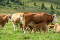 Speikkogel - A small brown calf drinking milk from its mother on the pasture in Austrian Alps. There are other cows Royalty Free Stock Photo