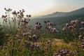 Speikkogel - A view on a vast pasture shimmering in the colors of setting sun in Austria. There are high purple flowers Royalty Free Stock Photo