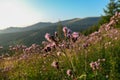 Speikkogel - A view on a vast pasture shimmering in the colors of setting sun in Austria. There are high purple flowers Royalty Free Stock Photo