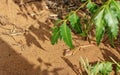 Speke's Sandlizard