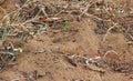 Speke's Sandlizard