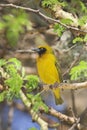 Speke's weaver (Ploceus spekei). Royalty Free Stock Photo