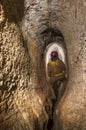 Speleologist in cave Royalty Free Stock Photo