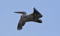 Pelican in flight Royalty Free Stock Photo