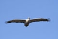 Pelican in flight Royalty Free Stock Photo