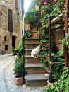 Spello town in Umbria region, Italy. History, art, cat and plants Royalty Free Stock Photo