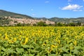 Spello (Umbria Italy)