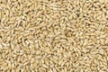 Spelt background, kind of wheat Royalty Free Stock Photo